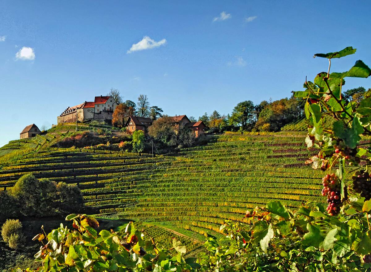 Weinberge bei Offenburg in der Ortenau